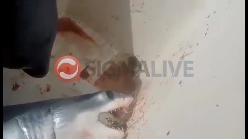 Πήγαινε για τόνους και έβγαλε το πιο επικίνδυνο ψάρι (βίντεο)